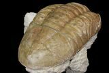 Asaphus Plautini Trilobite - Russia #165444-5